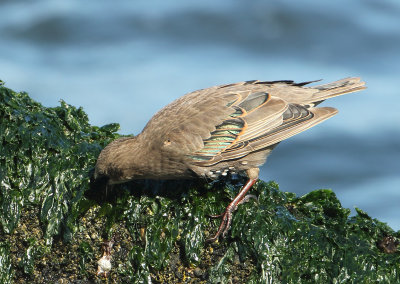 Common Starling - Sturnus vulgaris (Spreeuw)