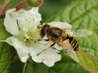 Fam: Syrphidae - Hoverflies (Zweefvliegen)
