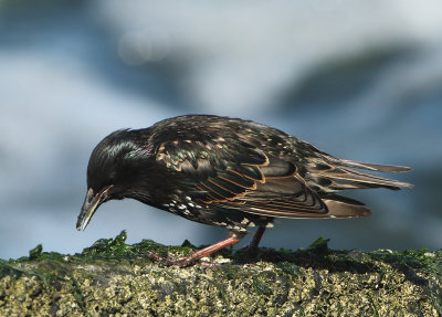 Common Starling - Sturnus vulgaris (Spreeuw)