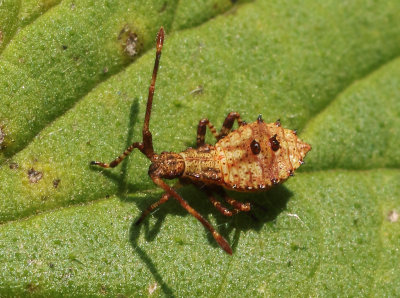 Coreus marginatus marginatus (Linnaeus, 1758)