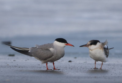 Common Tern - Sterna hirundo (Visdief)