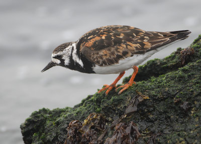 Ruddy Turnstone - Arenaria interpres (Steenloper)