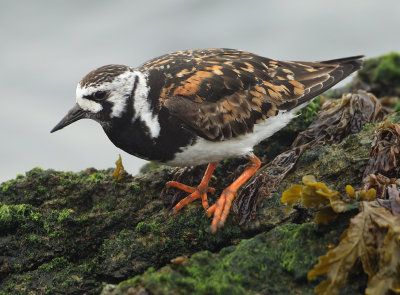 Ruddy Turnstone - Arenaria interpres (Steenloper)