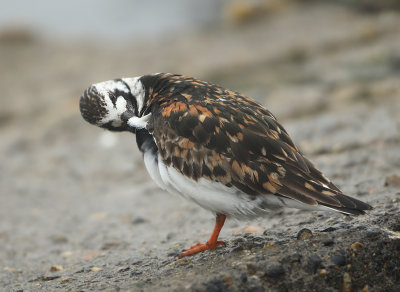 Ruddy Turnstone - Arenaria interpres (Steenloper)