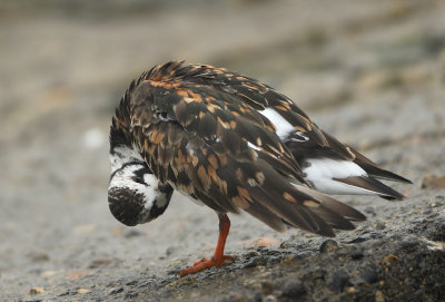 Ruddy Turnstone - Arenaria interpres (Steenloper)