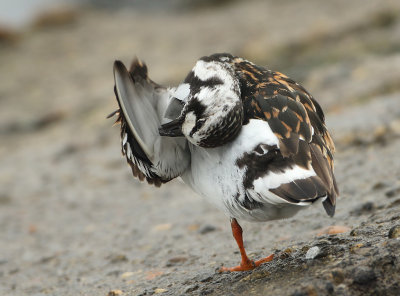 Ruddy Turnstone - Arenaria interpres (Steenloper)