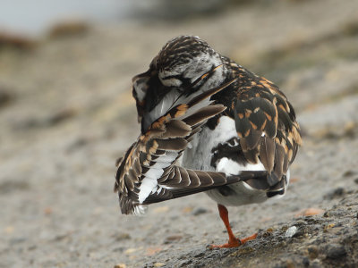Ruddy Turnstone - Arenaria interpres (Steenloper)