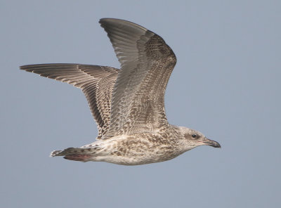 Herring Gull - Larus argentatus (Zilvermeeuw)