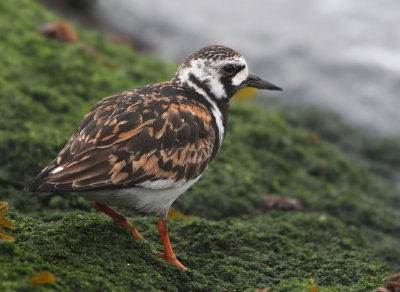 Ruddy Turnstone - Arenaria interpres (Steenloper)