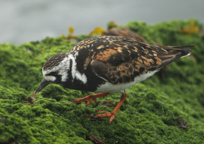 Ruddy Turnstone - Arenaria interpres (Steenloper)
