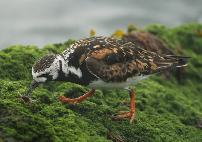 Ruddy Turnstone - Arenaria interpres (Steenloper)