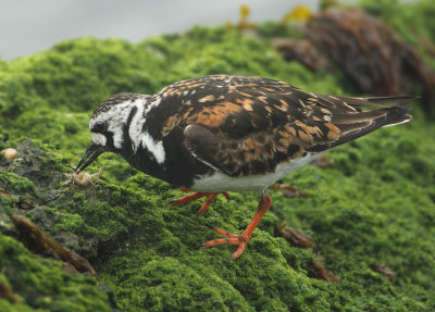 Ruddy Turnstone - Arenaria interpres (Steenloper)