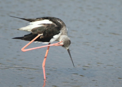 Black-winged Stilt - Himantopus himantopus