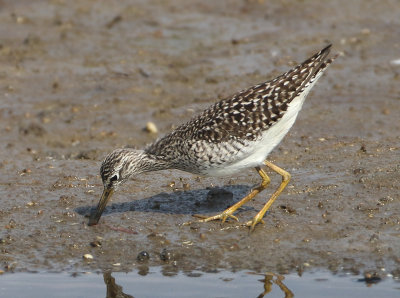 Wood Sandpiper - Tringa glareola (Bosruiter)