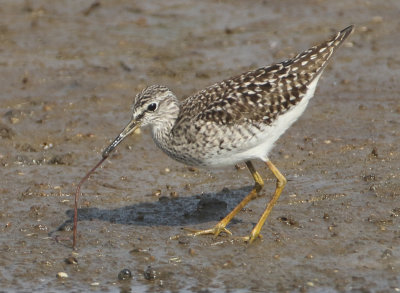 Wood Sandpiper - Tringa glareola (Bosruiter)