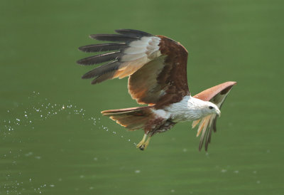 Brahminy Kite - Haliastur indus (Brahmaanse Wouw)