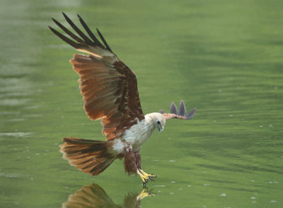 Brahminy Kite - Haliastur indus (Brahmaanse Wouw)