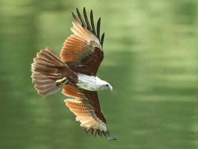 Brahminy Kite - Haliastur indus (Brahmaanse Wouw)