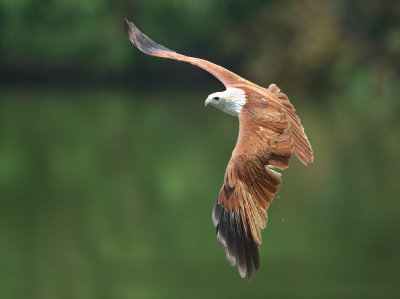 Brahminy Kite - Haliastur indus (Brahmaanse Wouw)