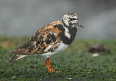 Ruddy Turnstone - Arenaria interpres (Steenloper)