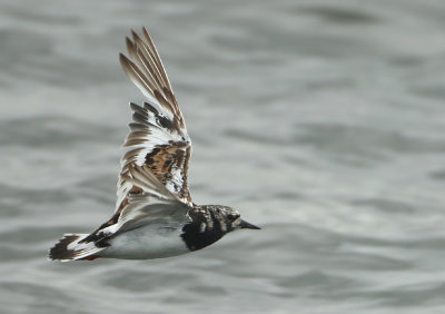 Ruddy Turnstone - Arenaria interpres (Steenloper)