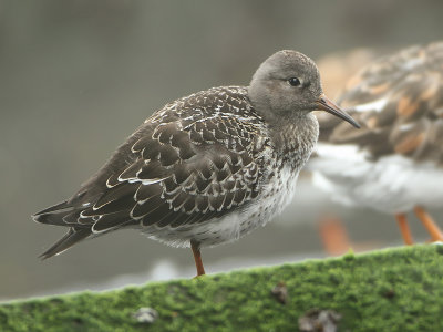 Purple Sandpiper - Calidris maritima (Paarse Strandloper)