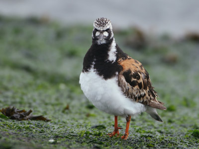 Ruddy Turnstone - Arenaria interpres (Steenloper)