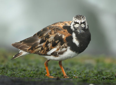Ruddy Turnstone - Arenaria interpres (Steenloper)