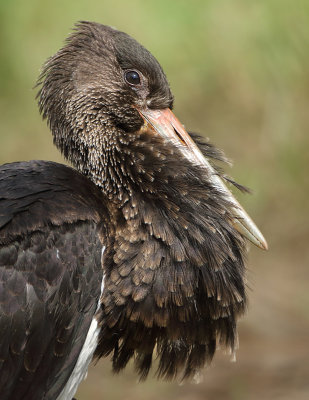 Black Stork - Ciconia nigra (Zwarte Ooievaar)
