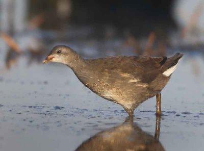 Common Moorhen - Gallinula chloropus (Waterhoen)