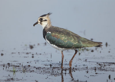 Northern Lapwing -Vanellus vanellus (Kievit)