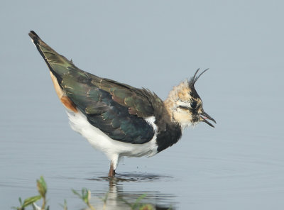 Northern Lapwing -Vanellus vanellus (Kievit)