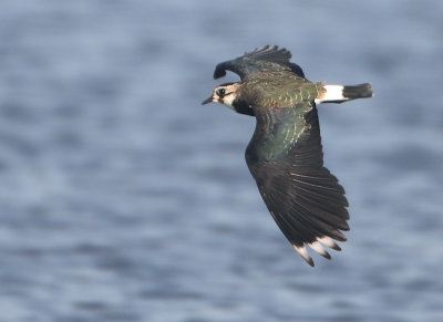 Northern Lapwing -Vanellus vanellus (Kievit)