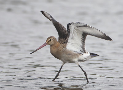 Black-tailed Godwit - Limosa limosa (Grutto)
