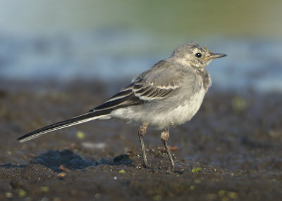 White Wagtail - Motacilla alba (Witte Kwikstaart)