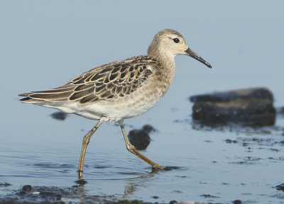 Ruff - Philomachus pugnax (Kemphaan)