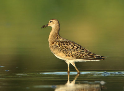Ruff - Philomachus pugnax (Kemphaan)