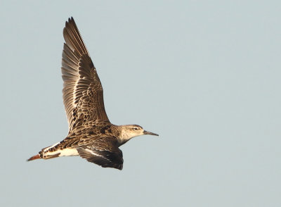 Ruff - Philomachus pugnax (Kemphaan)