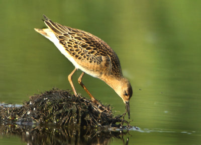 Ruff - Philomachus pugnax (Kemphaan)