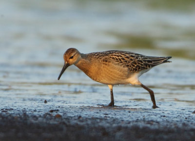 Ruff - Philomachus pugnax (Kemphaan)