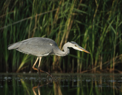 Grey Heron - Ardea cinerea (Blauwe Reiger)