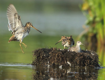 MAP: Common Snipe - Gallinago gallinago (Watersnip)