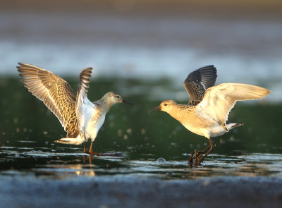 Ruff - Philomachus pugnax (Kemphaan)
