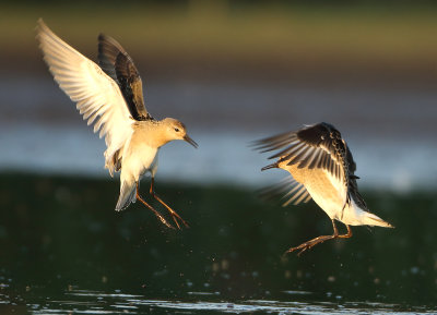 Ruff - Philomachus pugnax (Kemphaan)