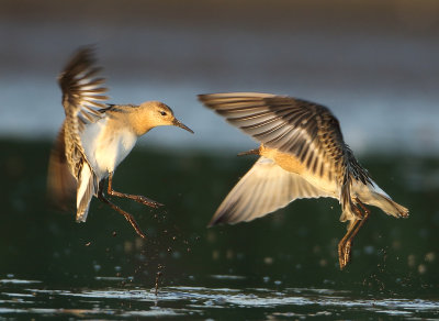 Ruff - Philomachus pugnax (Kemphaan)