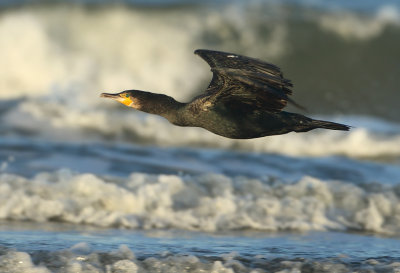 Great Cormorant - Phalacrocorax carbo (Aalscholver)