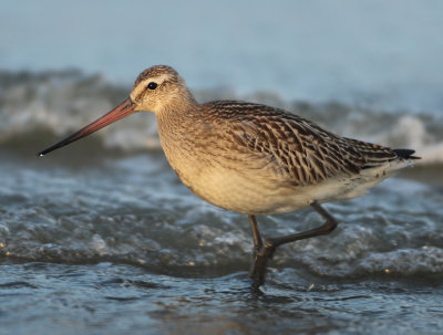 Bar-tailed Godwit - Limosa lapponica (Rosse Grutto)