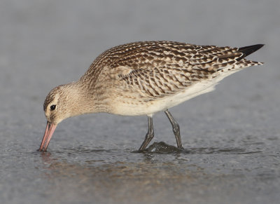 Bar-tailed Godwit - Limosa lapponica (Rosse Grutto)