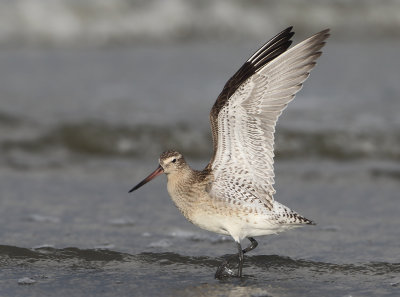 Bar-tailed Godwit - Limosa lapponica (Rosse Grutto)