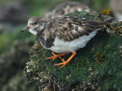 Ruddy Turnstone - Arenaria interpres (Steenloper)